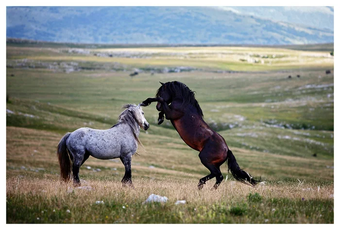 Foto Kelava, Livno