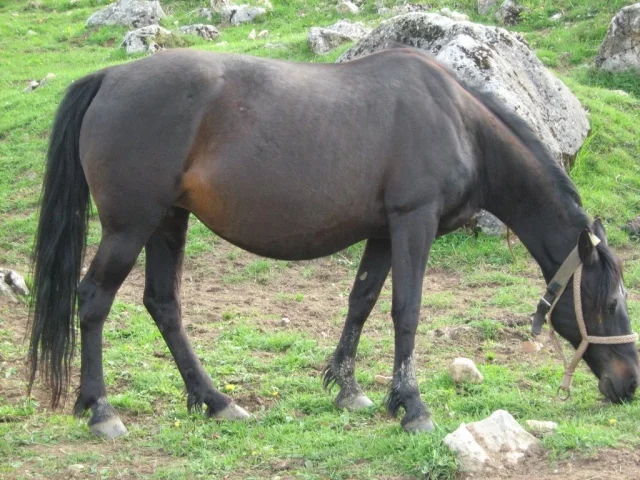 Bosanski brdski konj