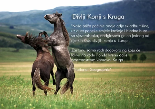 Divlji konji s Kruga