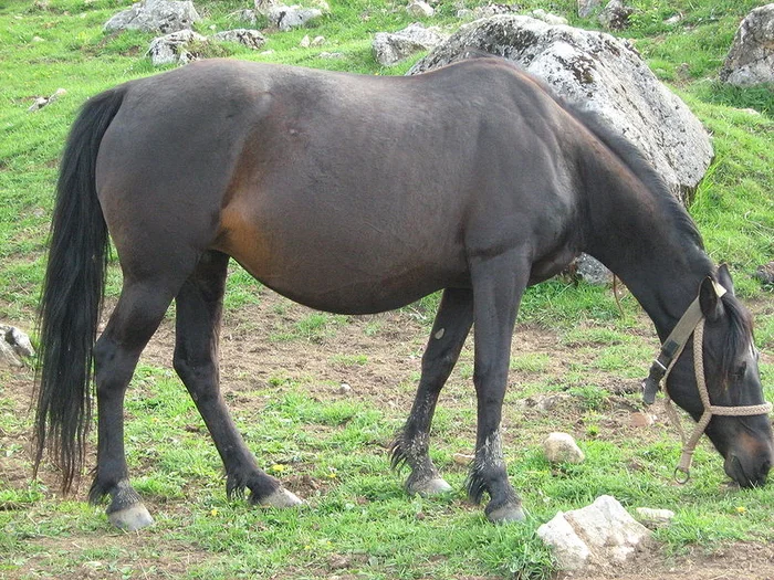 DOMARAC