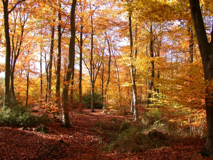 Jesensko predvečerje