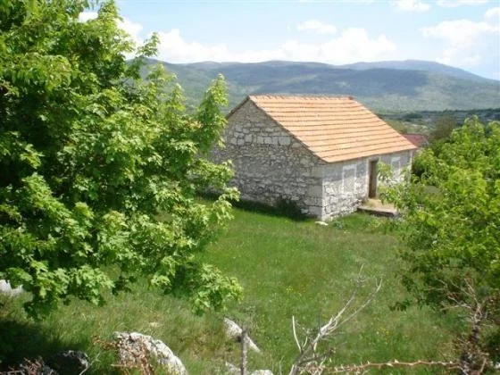 Zbog krave
